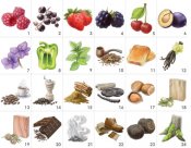 Aromaster Red Wine 24 aromas